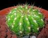 Echinopsis Calochlora syn. Grandiflora - Hammerschmidii.JPG